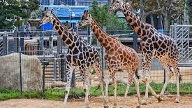 Bu İspan zooparkı yaşlı fillərin zərif şəkildə qocalmasına kömək edir