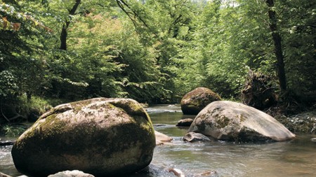 Milli parklara səfər edən turistlərin sayı artıb