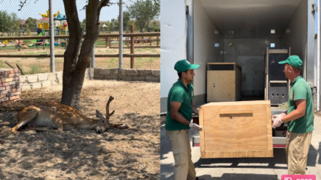 Qanunsuz saxlanılan heyvanlar Bakı Zooloji Parkına təhvil verildi