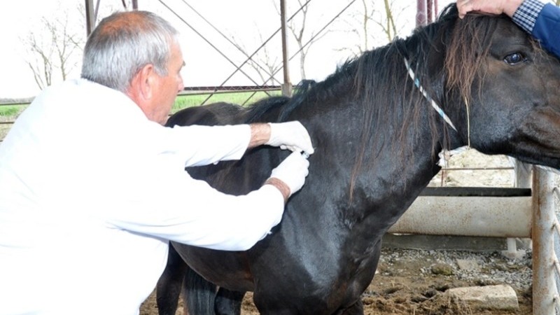 Hesablama Palatası: Peyvəndlənmiş heyvanların sayı artıq göstərilib
