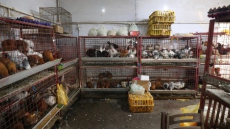 Bu bazarda quş kəsimi yerinin fəaliyyəti dayandırıldı - VİDEO