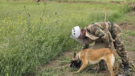Minatəmizlənmədə heyvanların istifadəsi qaydası müəyyənləşir