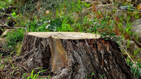 Ağacları kəsən vəzifəli şəxs cəzalandırıldı