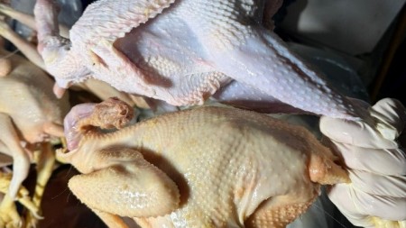 Sarı rəngə boyayıb kənd toyuğu adı ilə satırmışlar - RƏSMİ + FOTOLAR