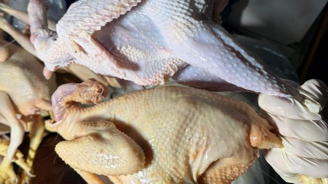 Sarı rəngə boyayıb kənd toyuğu adı ilə satırmışlar - RƏSMİ + FOTOLAR