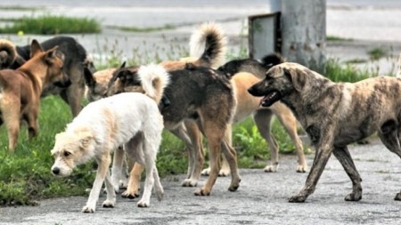 "İnsanlar itlərdən qorxub küçəyə çıxa bilmirlər" - Deputat