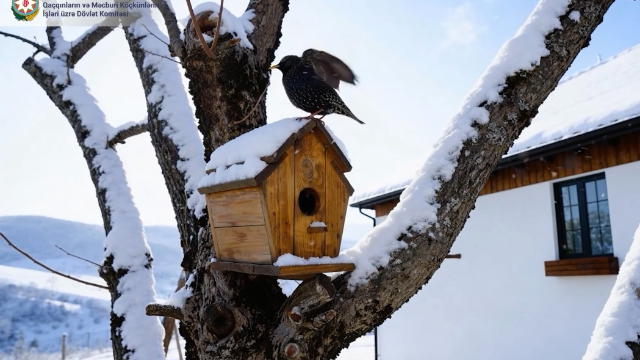 Laçın bir cənnətdir - Qışı möcüzə - VİDEO