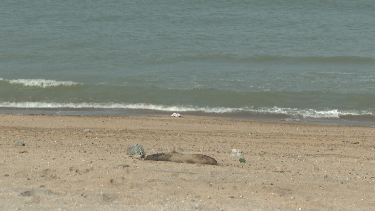 Xəzər dənizində suiti cəsədləri aşkarlanıb - VİDEO