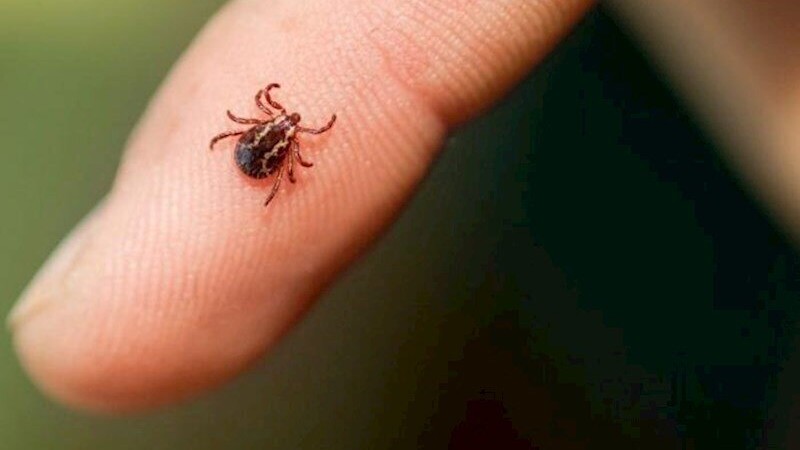 Gənələrdən ölümcül virüs yayılır