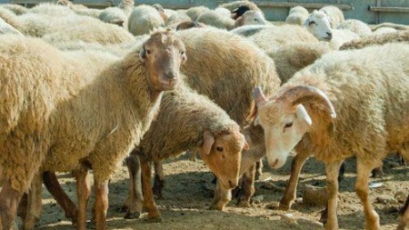 134 ünvanda qurbanlıq heyvan satılacaq