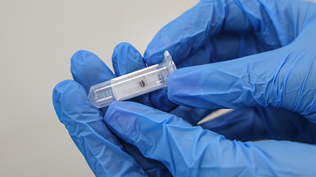 Pekində gənələr vasitəsilə yayılan yeni virus növü tapıldı