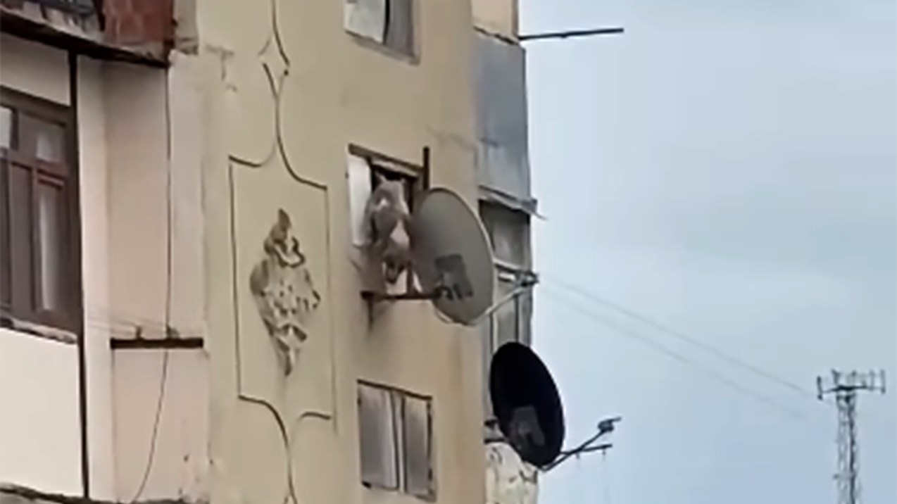 Bakıda iti pəncərədən atan şəxsə - 25 sutka verildi